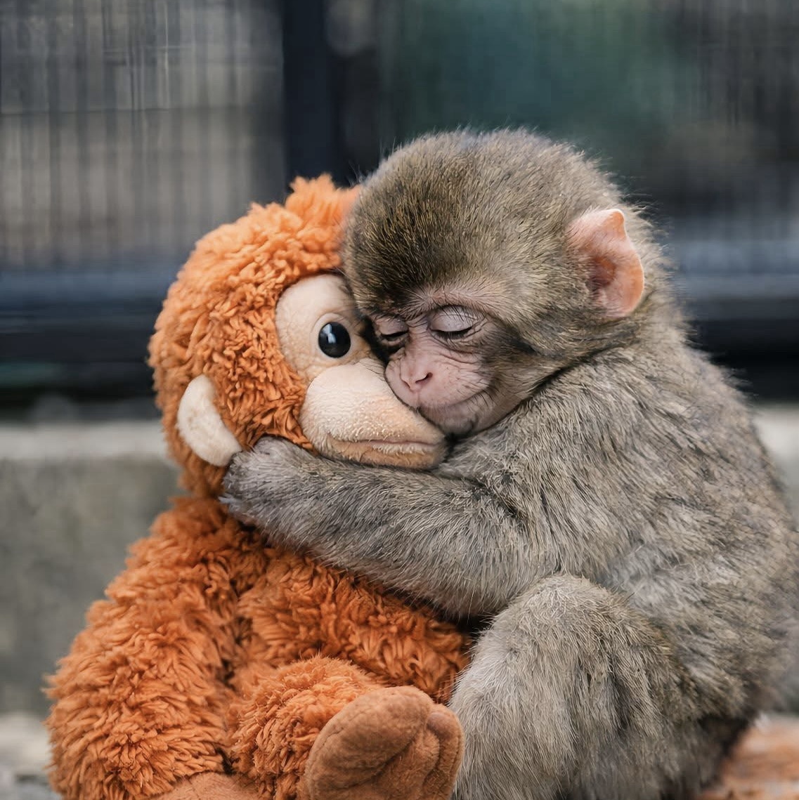 punch Blank Meme Template