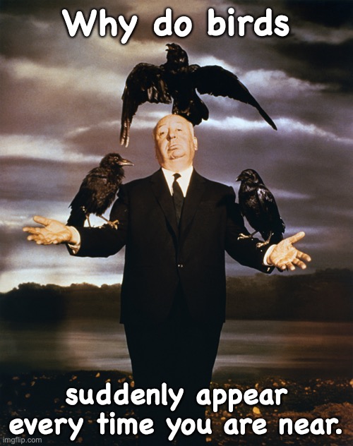 hitchcock birds | Why do birds; suddenly appear every time you are near. | image tagged in hitchcock birds | made w/ Imgflip meme maker