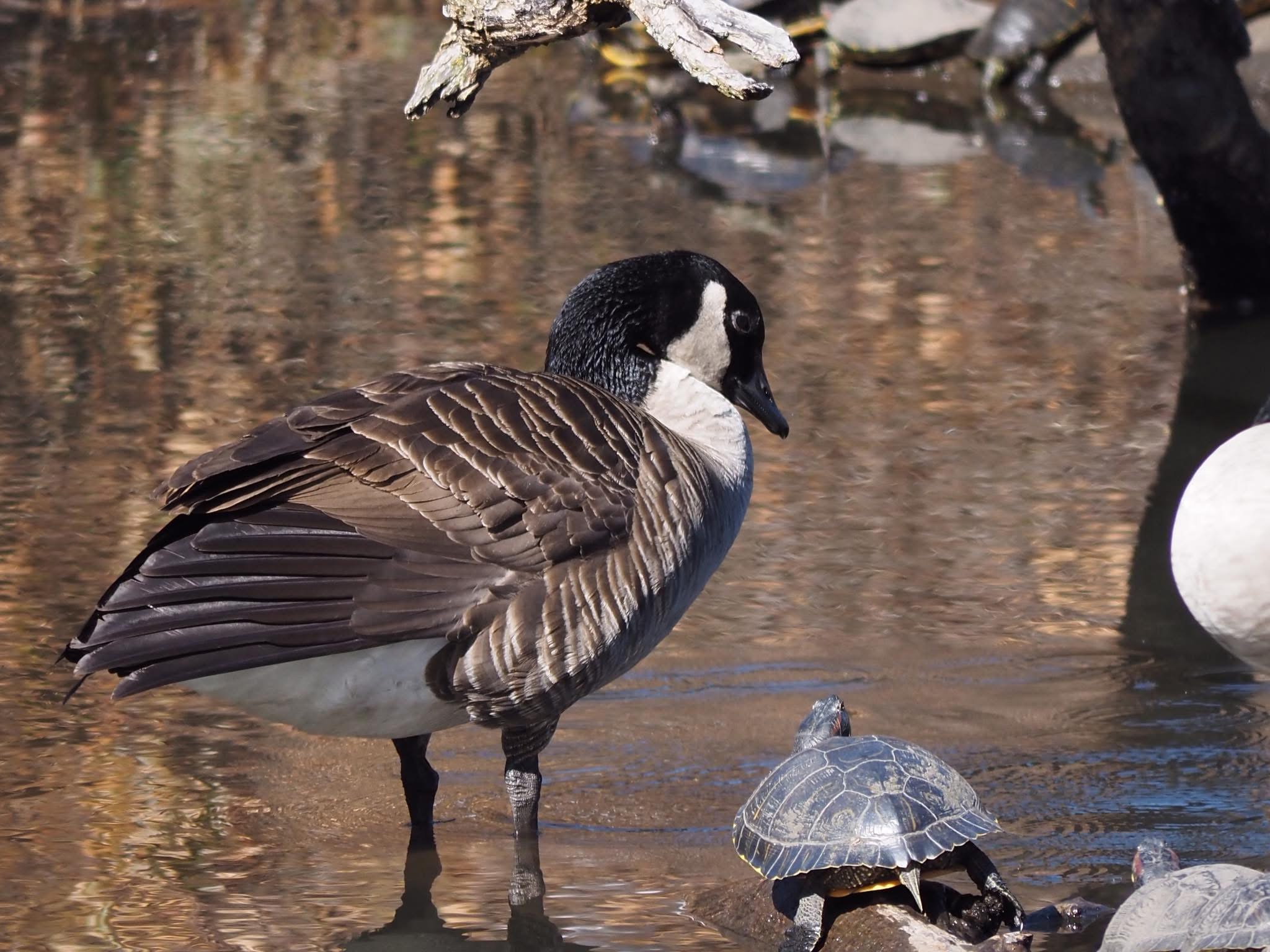 Goose with pet turtle Blank Meme Template