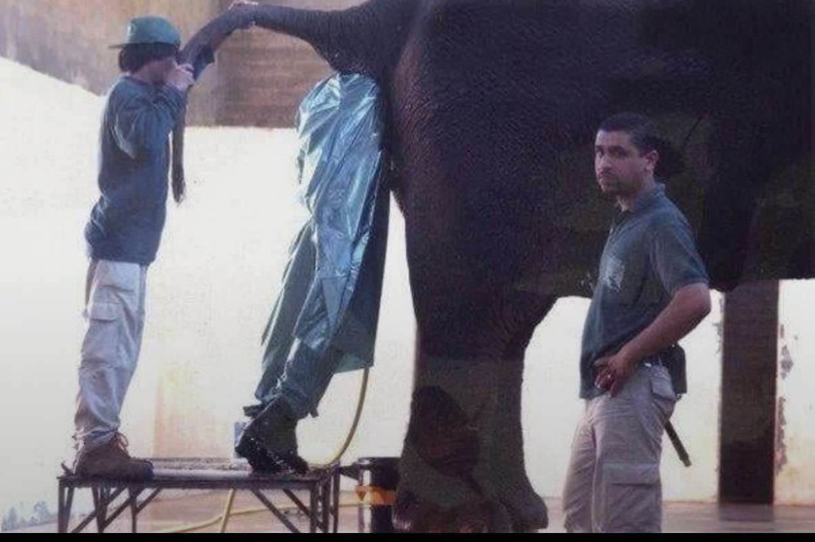 Elephants ass Blank Meme Template