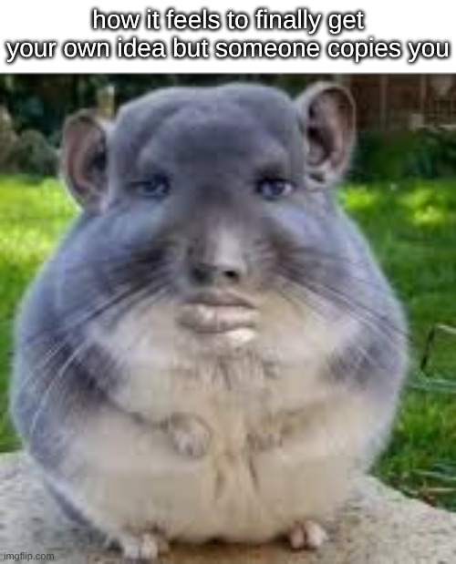 and its not even that good so u gotta slime em out | how it feels to finally get your own idea but someone copies you | image tagged in disappointed chinchilla | made w/ Imgflip meme maker