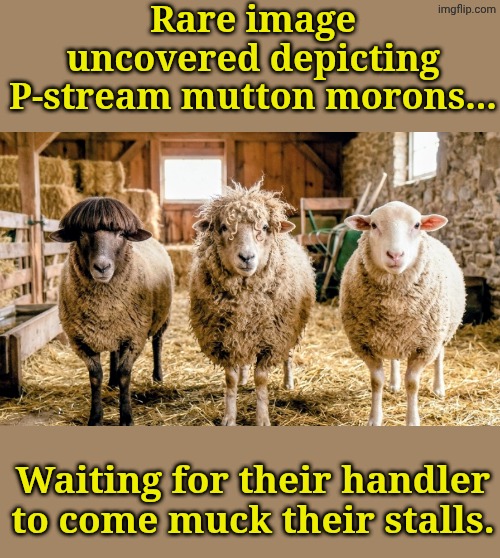 (L-R) Moe Politics, Larry Sol 'n Curly 69 | Rare image uncovered depicting P-stream mutton morons... Waiting for their handler to come muck their stalls. | made w/ Imgflip meme maker