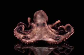 The Octopus Blank Meme Template