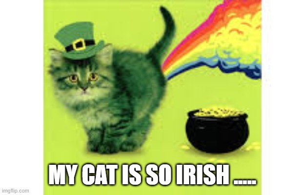 My cat is so Irish ....... Happy St Patricks Day !! | MY CAT IS SO IRISH ..... | image tagged in cat,kittens,funny,humor,cute kitten,st patricks day | made w/ Imgflip meme maker