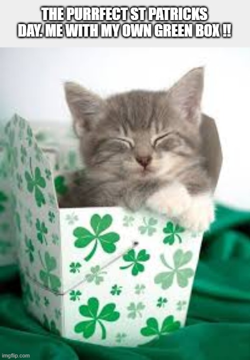 A purr-fect St Patricks Day: A kitten with her own green box. | THE PURRFECT ST PATRICKS DAY. ME WITH MY OWN GREEN BOX !! | image tagged in cat,kittens,funny,humor,st patricks day,box | made w/ Imgflip meme maker