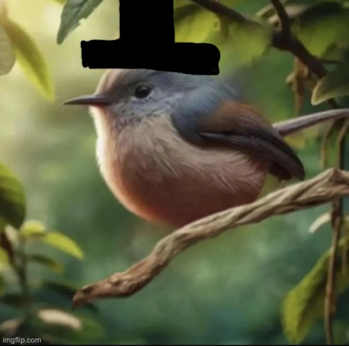 No balls | image tagged in no balls | made w/ Imgflip meme maker