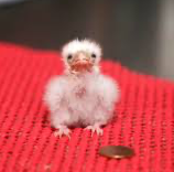 Baby Pygmy Falcon Blank Meme Template