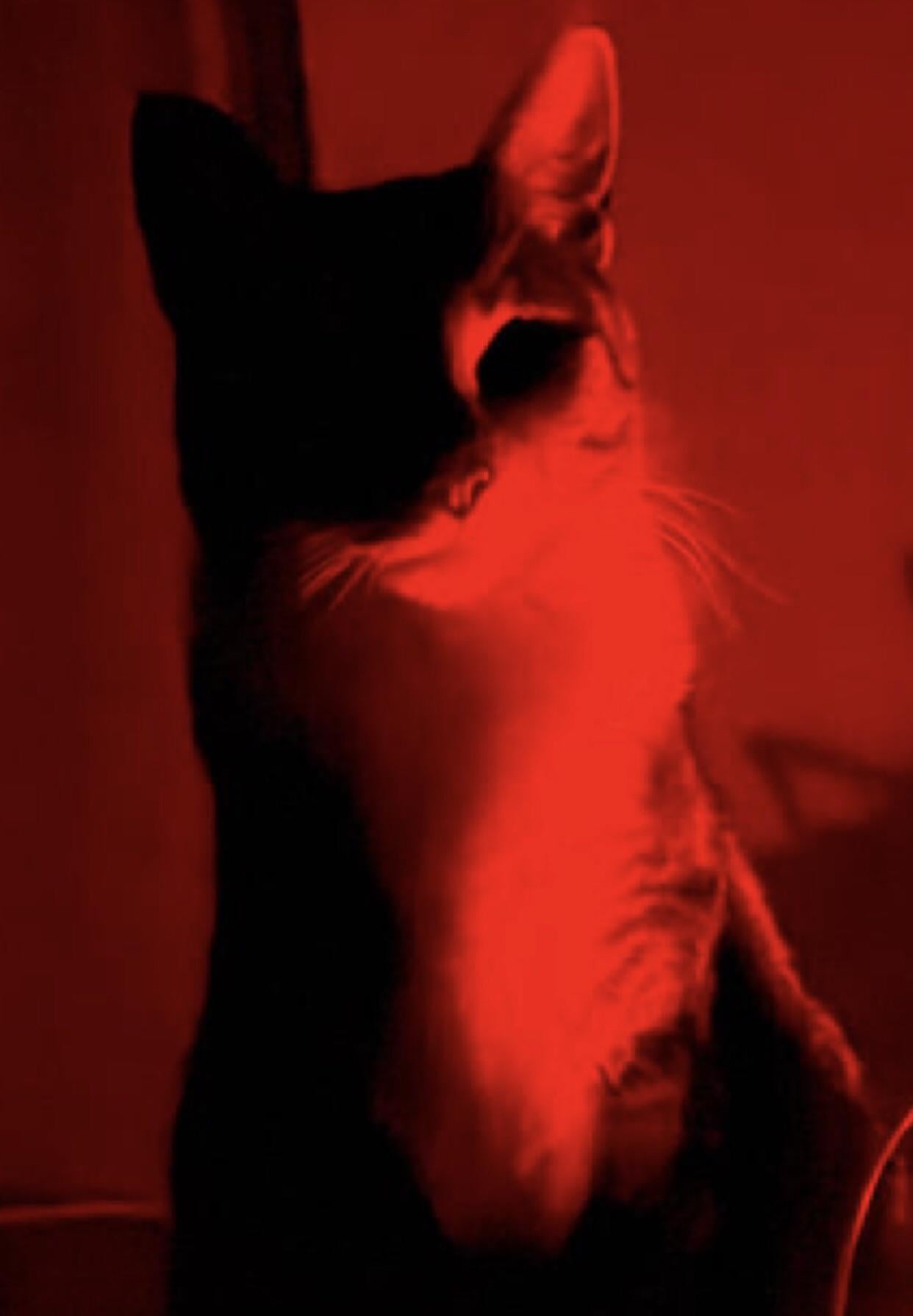 Creepy cat Blank Meme Template