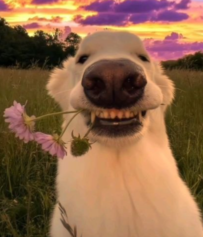 Dog with flowers Blank Meme Template