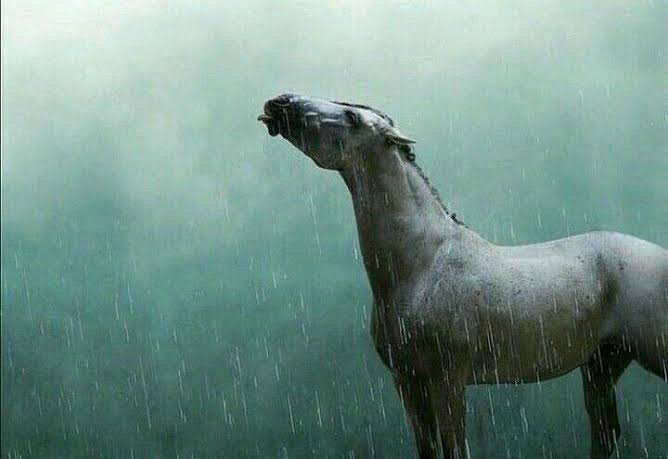 horse in rain Blank Meme Template