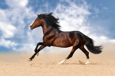 horse running Blank Meme Template