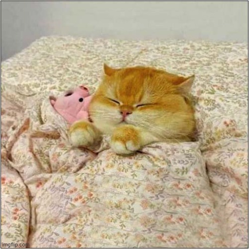 He Loves His Cuddly Pig ! | image tagged in cats,kitten,bedtime,pig | made w/ Imgflip meme maker