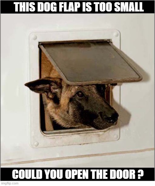 He Doesn't Fit Anymore ! | THIS DOG FLAP IS TOO SMALL; COULD YOU OPEN THE DOOR ? | image tagged in dogs,flap,too small | made w/ Imgflip meme maker