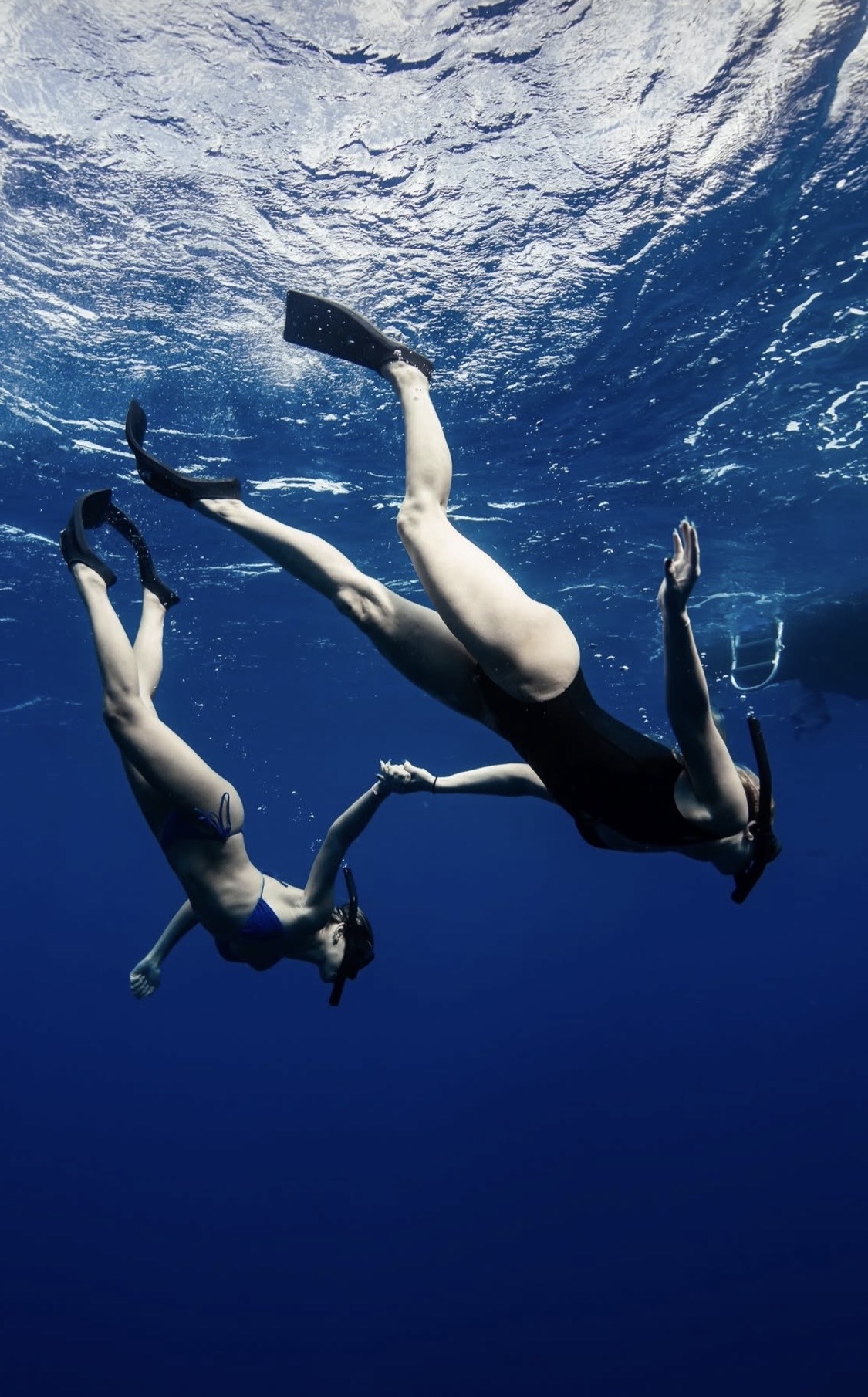 Shark bait Blank Meme Template