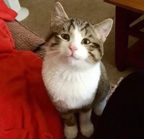 Nice Kitty Blank Meme Template