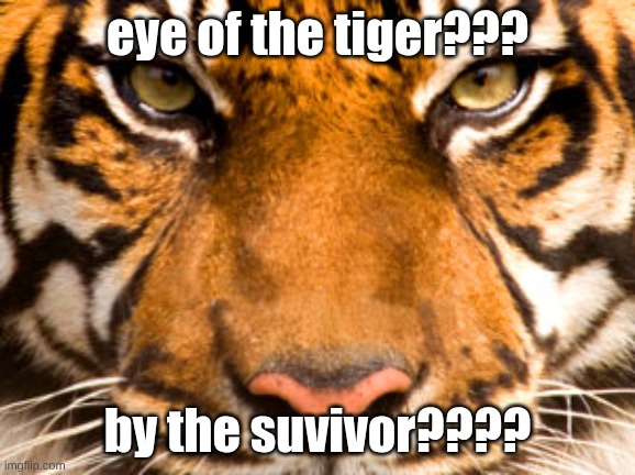 eye of the tiger | eye of the tiger??? by the suvivor???? | image tagged in eye of the tiger | made w/ Imgflip meme maker