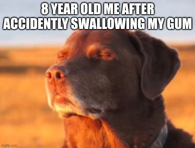 Dog accepting fate | 8 YEAR OLD ME AFTER ACCIDENTLY SWALLOWING MY GUM | image tagged in dog accepting fate | made w/ Imgflip meme maker