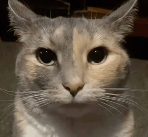 Serious cat Blank Meme Template