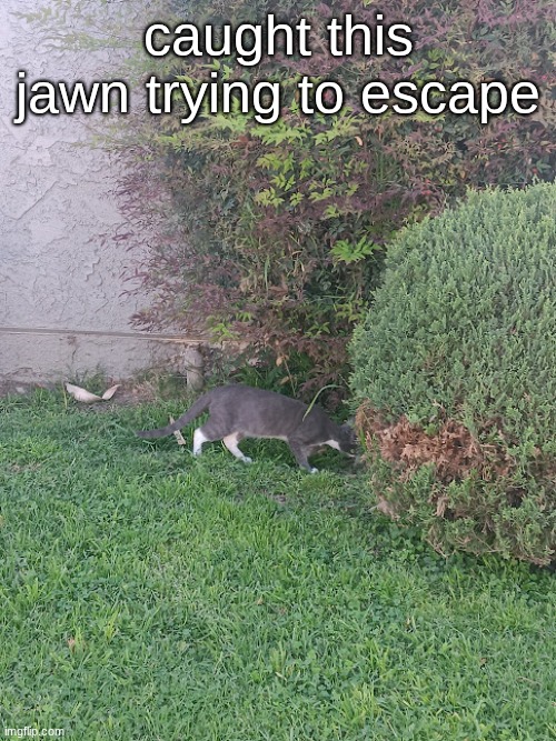 i took this photo yesterday | caught this jawn trying to escape | made w/ Imgflip meme maker