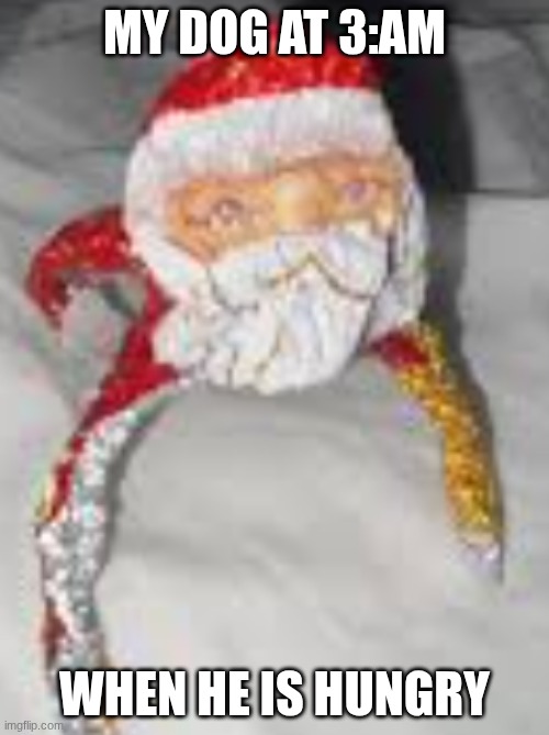 MY DOG AT 3:AM; WHEN HE IS HUNGRY | image tagged in dog | made w/ Imgflip meme maker