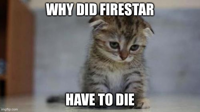 Sad kitten | WHY DID FIRESTAR HAVE TO DIE | image tagged in sad kitten | made w/ Imgflip meme maker