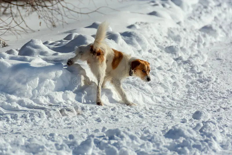 dog pee Blank Meme Template