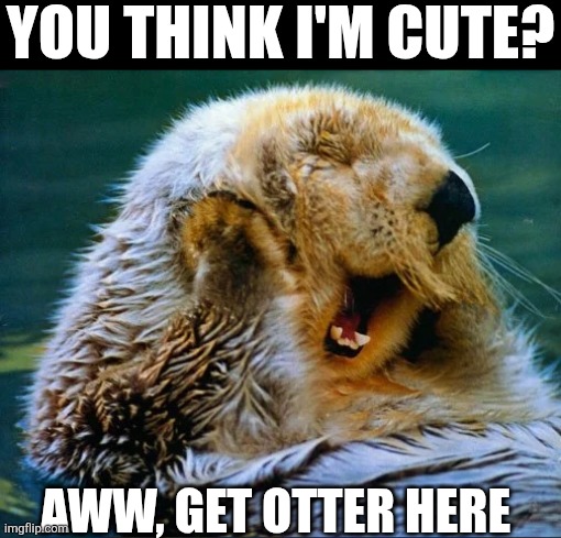 You Think I'm Cute? | YOU THINK I'M CUTE? AWW, GET OTTER HERE | image tagged in chrisjoines1 | made w/ Imgflip meme maker