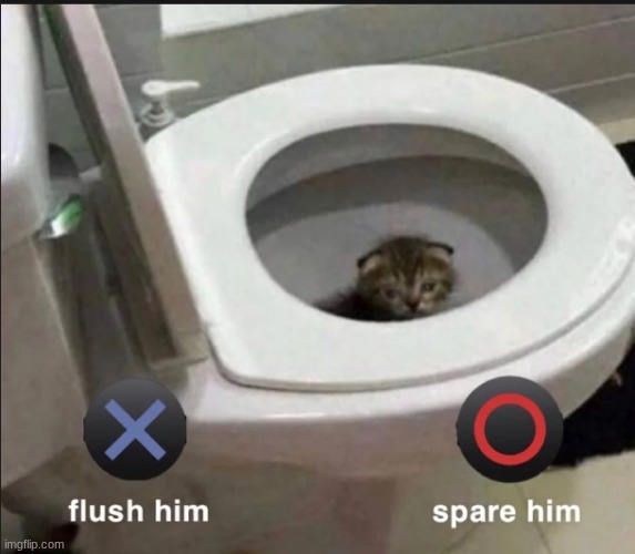 pick your poison | image tagged in cat,toilet,oh wow are you actually reading these tags | made w/ Imgflip meme maker