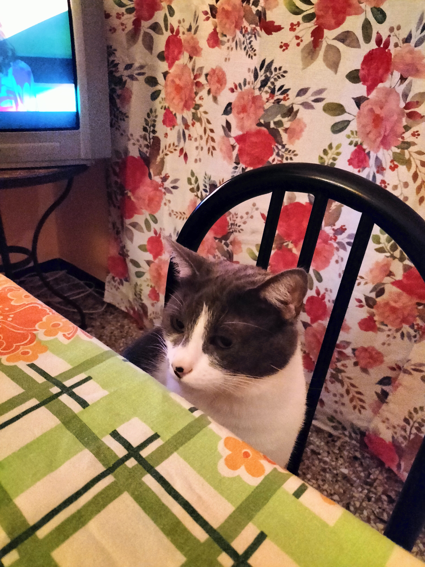 Cat at table Blank Meme Template
