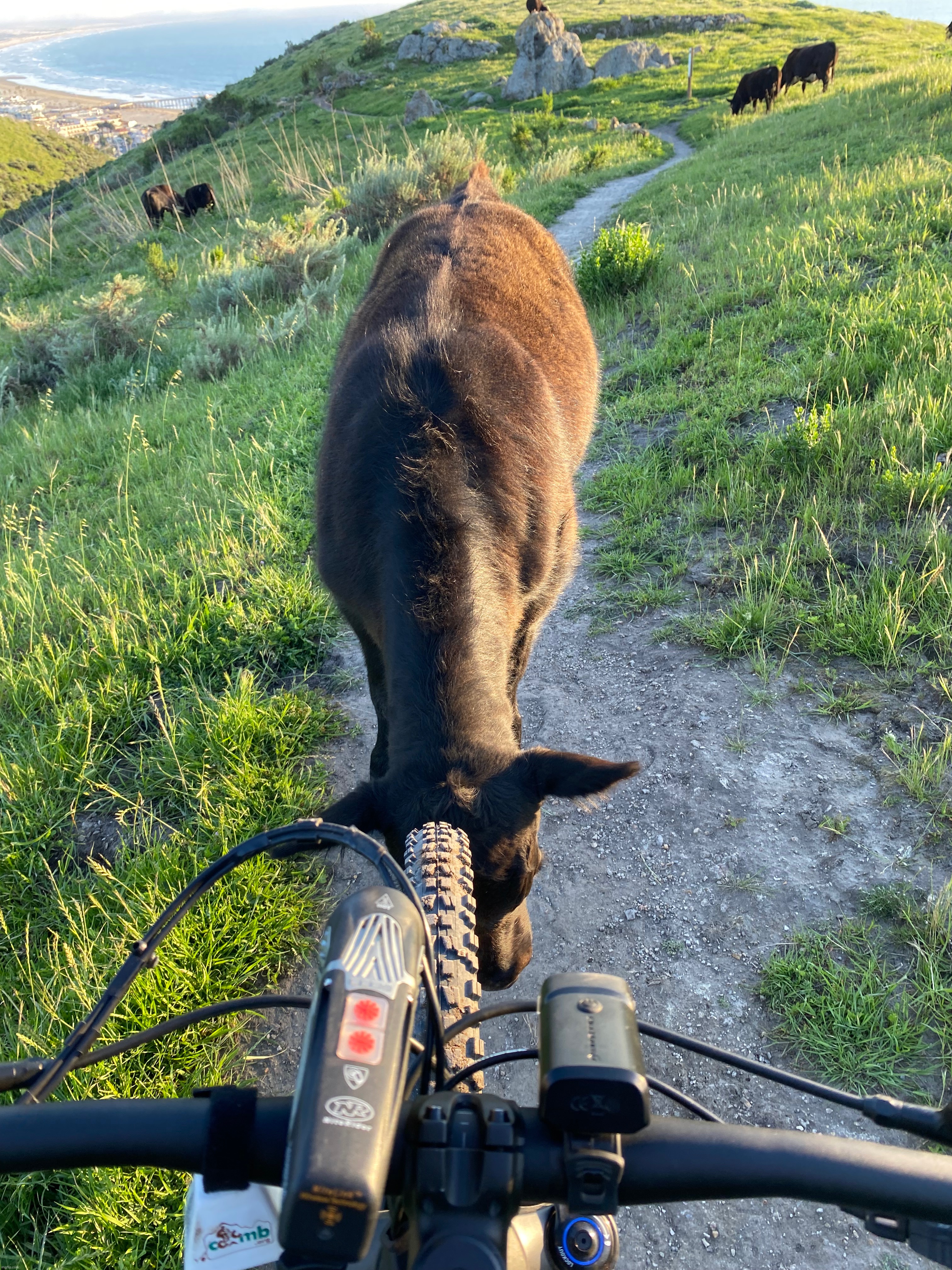 me vs. cow | image tagged in biking,cow,matador,funny,picture | made w/ Imgflip meme maker