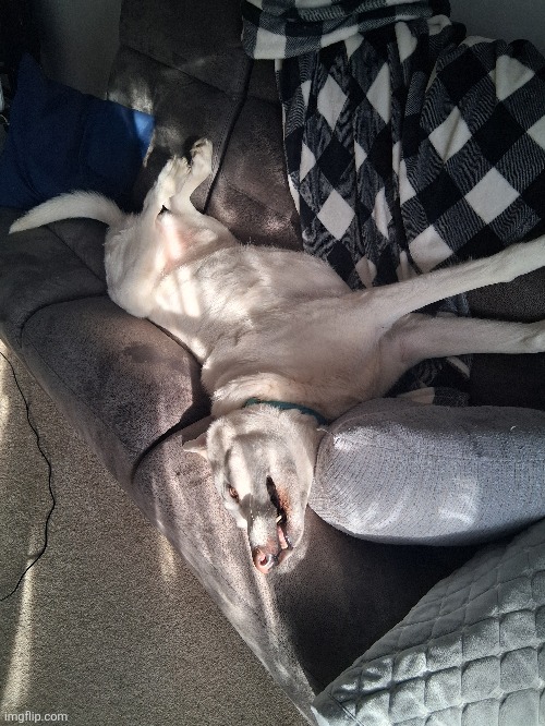 My schlog a Lil restarded | made w/ Imgflip meme maker