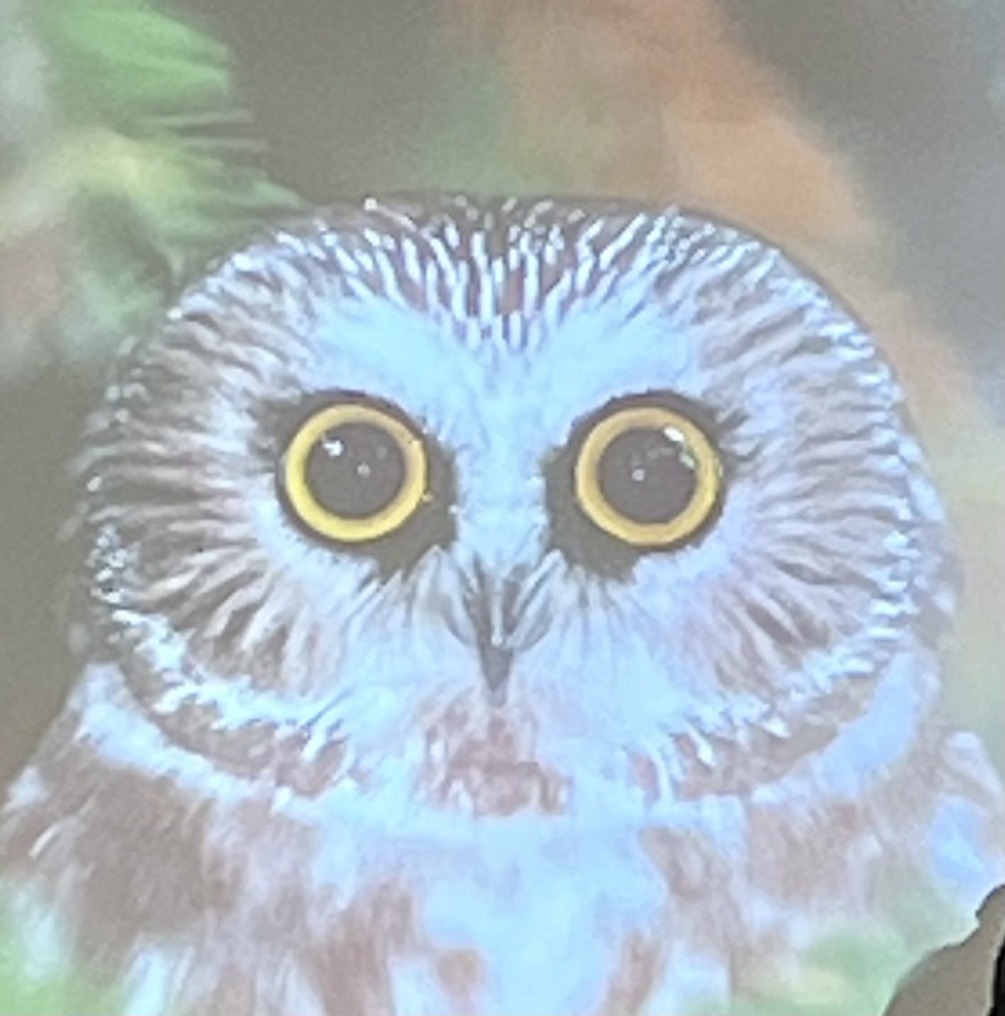 Wut Blank Meme Template