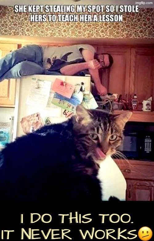 Discipline Is Impossible outside of abuse & they know that | I DO THIS TOO. IT NEVER WORKS🫤 | image tagged in cats,funny cats,stealing,discipline,crazy cat lady,manipulation | made w/ Imgflip meme maker