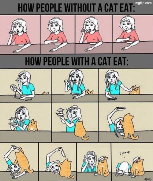 Mine get on the table & lie on both sides while I eat | image tagged in cats,funny cats,manipulation,food,turds,the truth | made w/ Imgflip meme maker