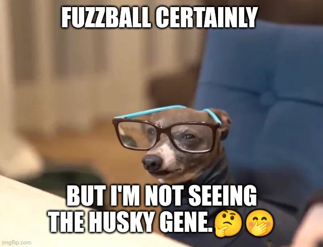 Dog with Glasses | FUZZBALL CERTAINLY BUT I'M NOT SEEING THE HUSKY GENE.?? | image tagged in dog with glasses | made w/ Imgflip meme maker