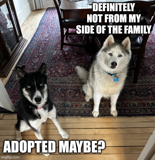Two Huskies | DEFINITELY NOT FROM MY SIDE OF THE FAMILY ADOPTED MAYBE? | image tagged in two huskies | made w/ Imgflip meme maker