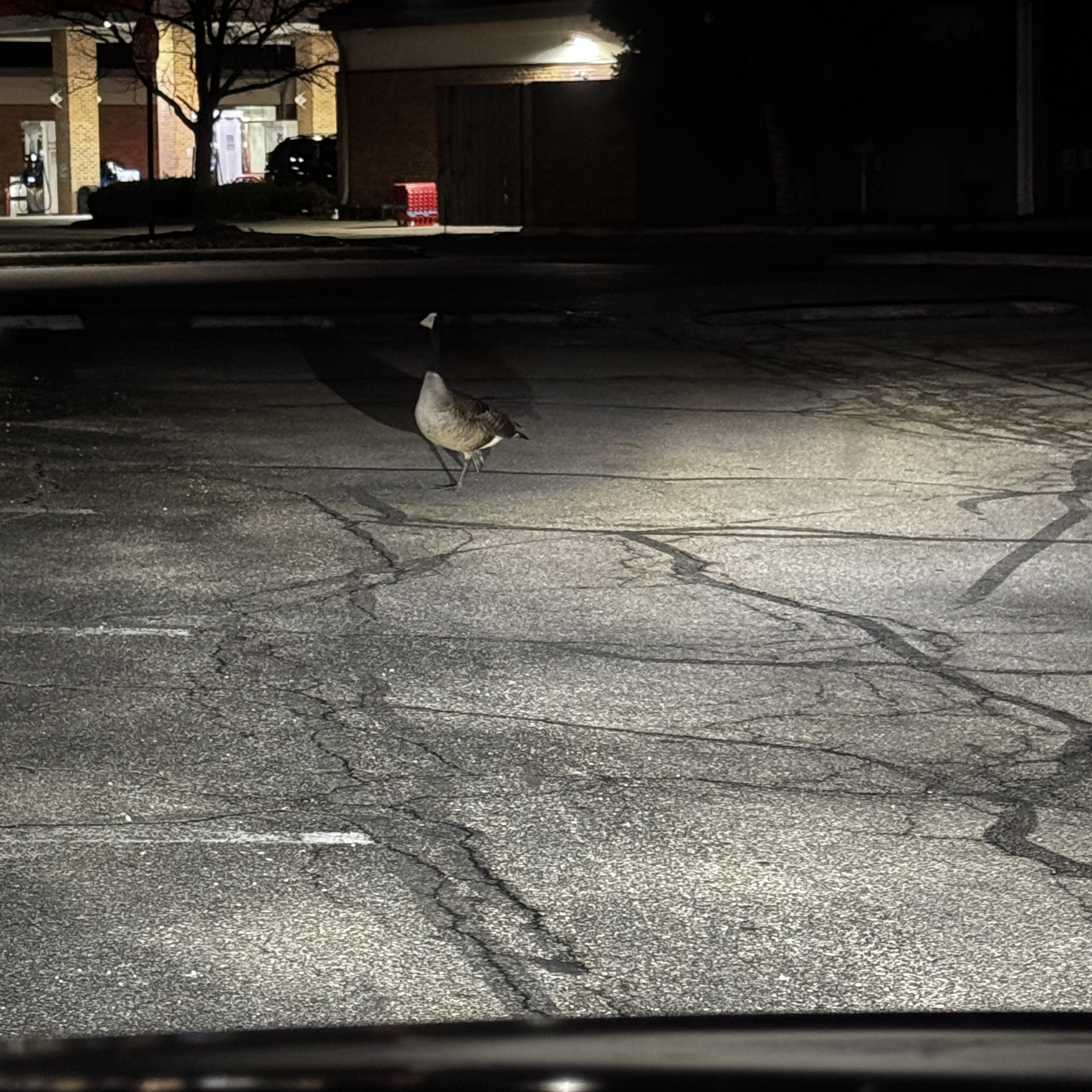 ::music intensifies:: Blank Meme Template