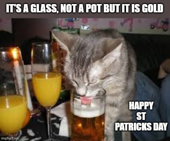 It is not a pot. It is a glass and it is gold !! Happy St Patricks Day. | IT'S A GLASS, NOT A POT BUT IT IS GOLD; HAPPY ST PATRICKS DAY | image tagged in cat,kittens,funny,st patricks,humor,toast | made w/ Imgflip meme maker