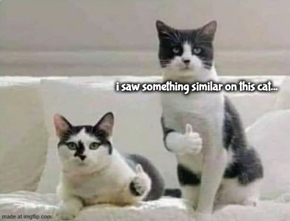 is it a painter?? im really scared. | i saw something similar on this cat... | image tagged in thumbs up cats | made w/ Imgflip meme maker