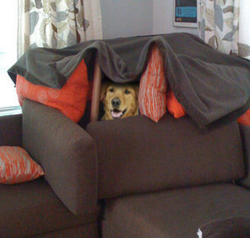 dog fort Blank Meme Template