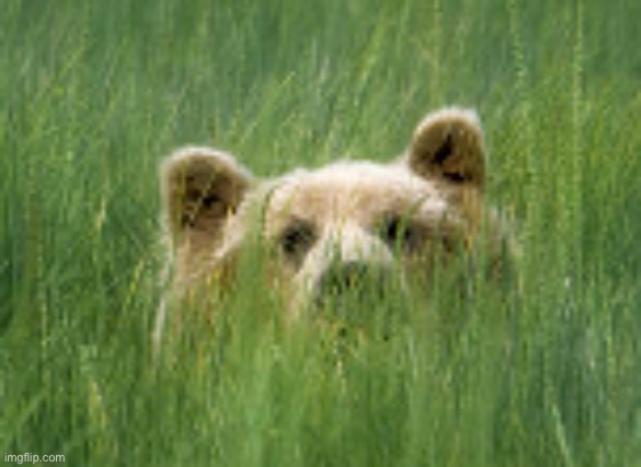 bear peeking | image tagged in bear peeking | made w/ Imgflip meme maker