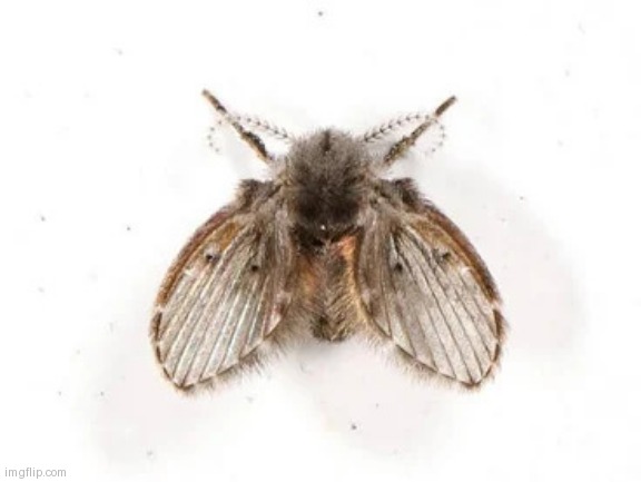 Drain fly | image tagged in drain fly | made w/ Imgflip meme maker