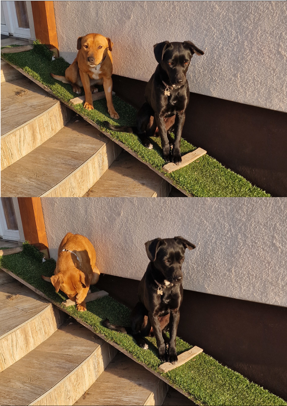 dad joke dogs Blank Meme Template