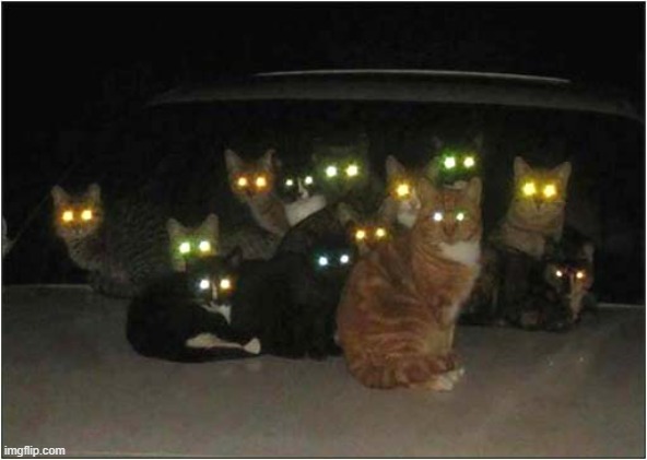 Proof The Cats Are Possessed ! | image tagged in cats,possessed | made w/ Imgflip meme maker