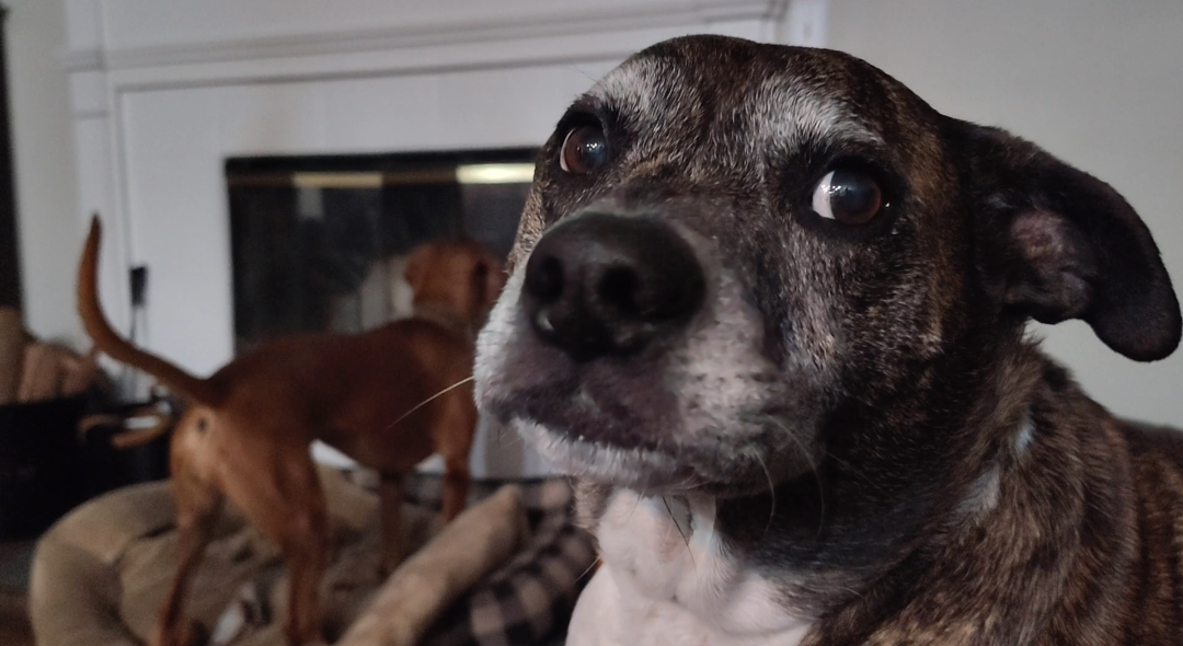 It's your reflection Blank Meme Template