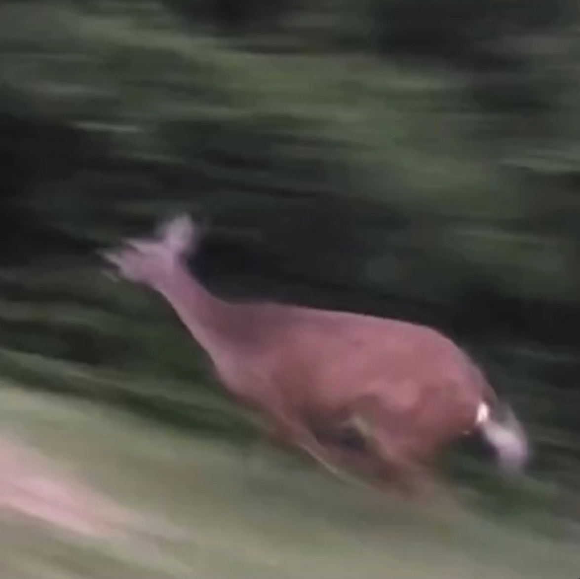 Running Doe. Blank Meme Template