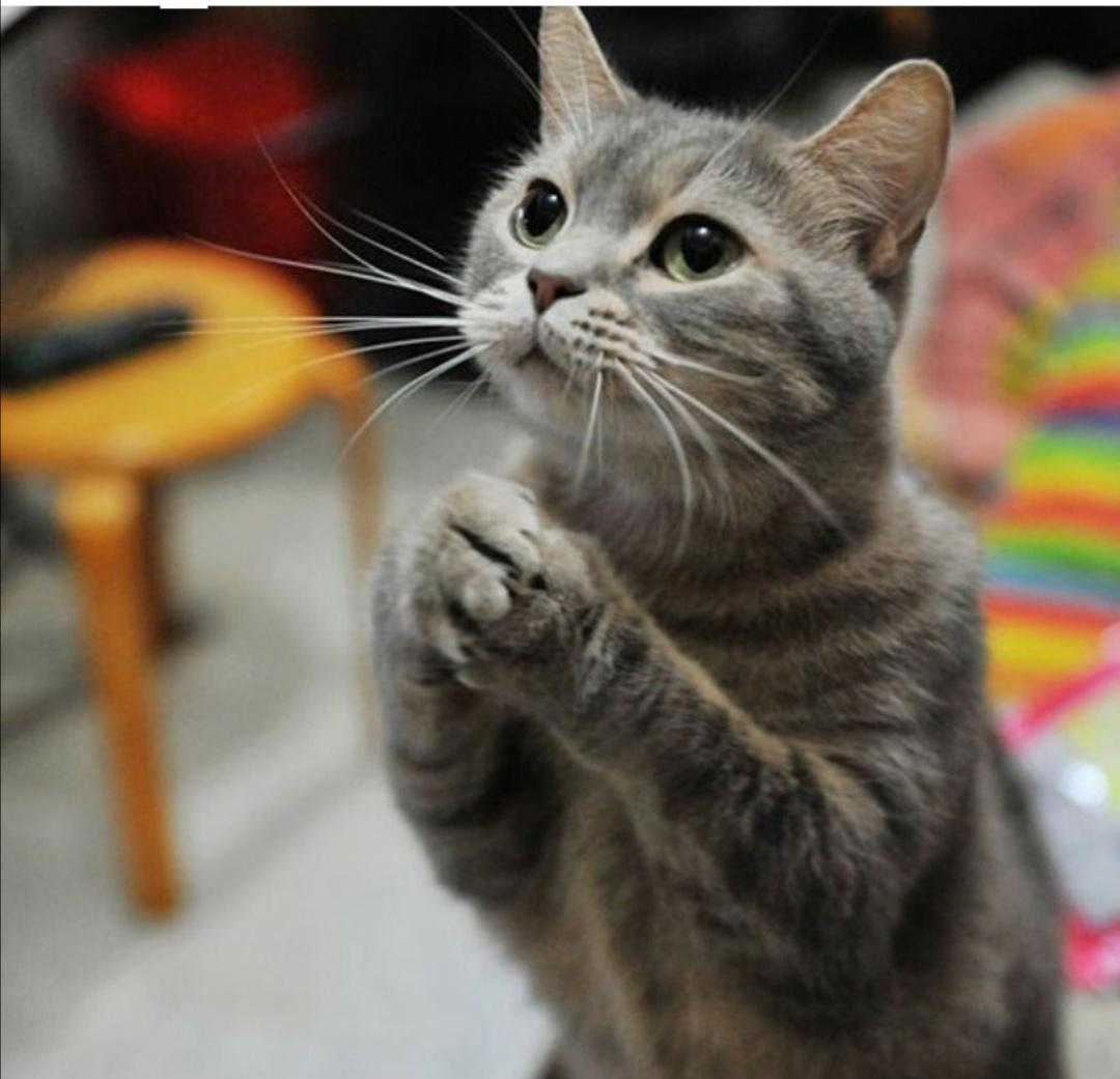 cute kitten with joined hands Blank Meme Template