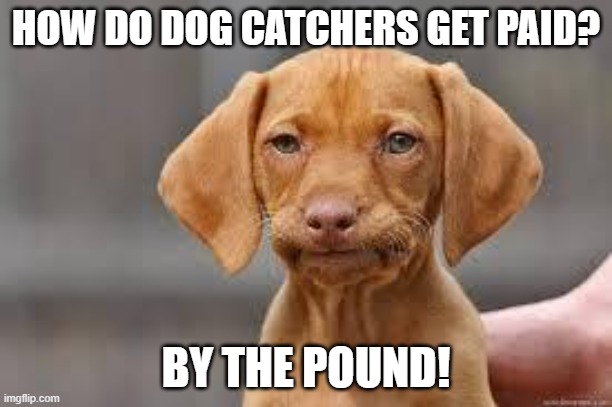 Daily Bad Dad Joke March 11, 2026 | HOW DO DOG CATCHERS GET PAID? BY THE POUND! | image tagged in disappointed dog | made w/ Imgflip meme maker