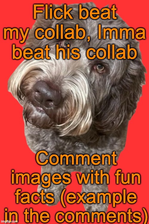 Northers Dog (Transparent) | Flick beat my collab, Imma beat his collab; Comment images with fun facts (example in the comments) | image tagged in northers dog transparent | made w/ Imgflip meme maker