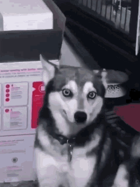coughing husky Blank Meme Template